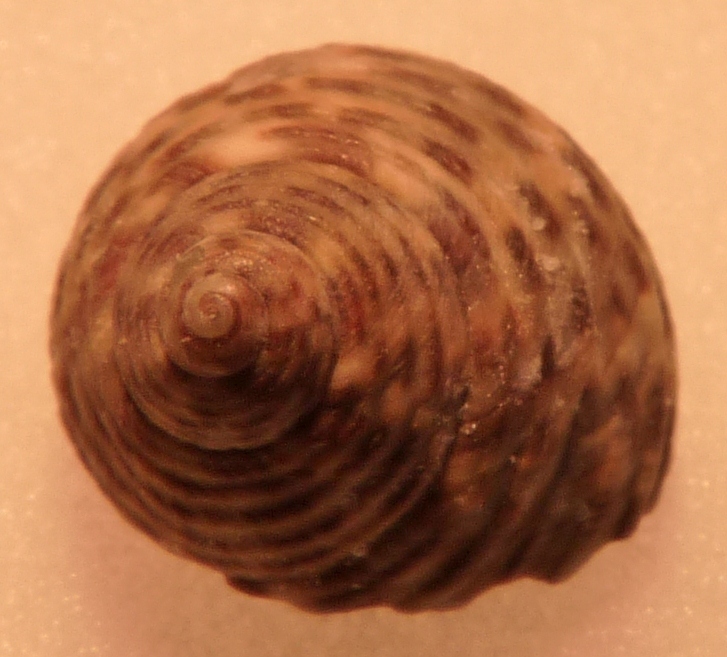 Tronchidae Osilinus ?